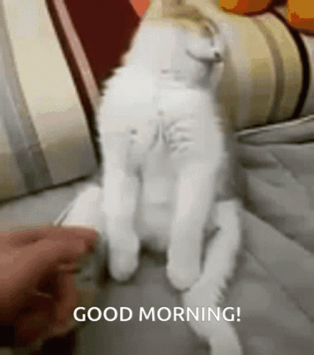 A Person Is Petting A White Cat On A Couch With The Words Good Morning Written On The Bottom GIF