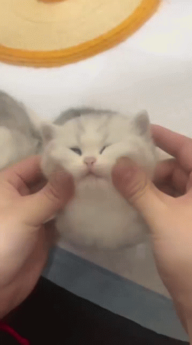 A Person Is Petting A White Cat With Their Hands GIF