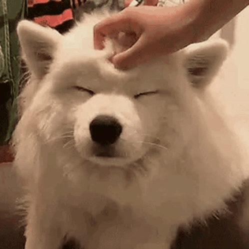 A Person Is Petting A White Dog 'S Head . GIF