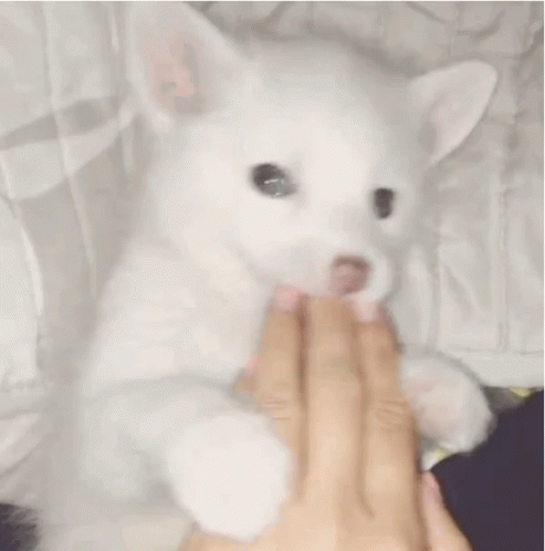A Person Is Petting A White Dog With Their Fingers GIF