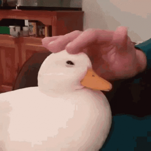 A Person Is Petting A White Duck With An Orange Beak GIF