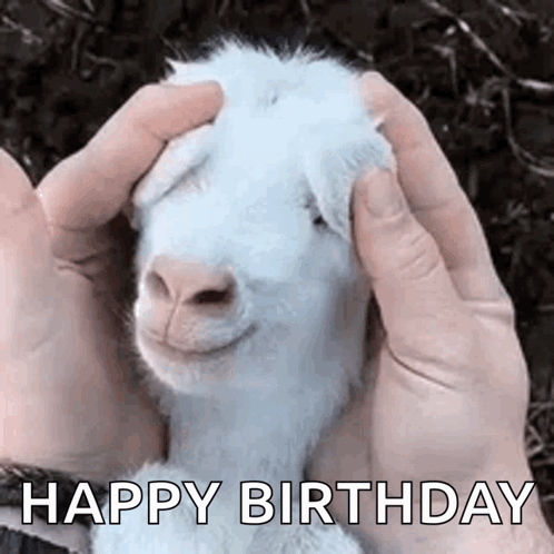 A Person Is Petting A White Goat With Their Hands And It Is Smiling . GIF