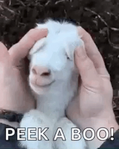 A Person Is Petting A White Goat With Their Hands And It Is Smiling . GIF