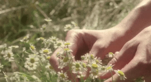 A Person Is Picking Daisies In A Field Of Grass . GIF