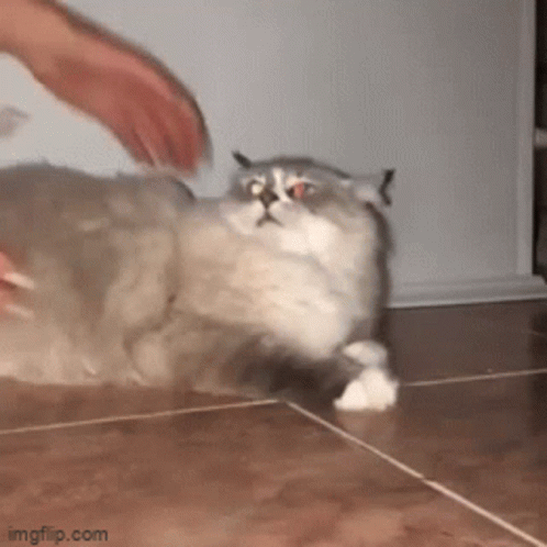A Person Is Playing With A Cat On The Floor . GIF