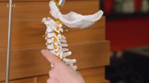 A Person Is Pointing At A Model Of A Human Neck With The Word Elle On The Bottom GIF