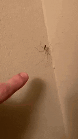 A Person Is Pointing To A Spider On A Wall . GIF
