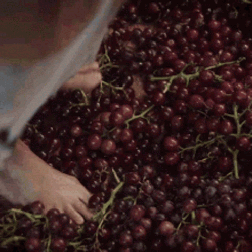 A Person Is Standing In A Pile Of Grapes With Their Feet . GIF