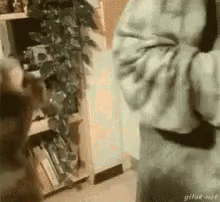 A Person Is Standing In Front Of A Bookshelf With A Plant . GIF