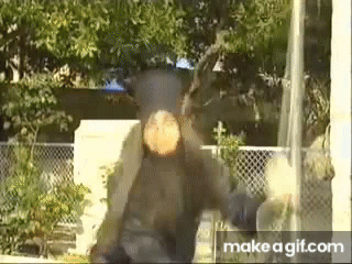 A Person Is Standing In Front Of A Tree In A Yard . GIF