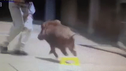 A Person Is Standing Next To A Pig That Is Running On A Concrete Surface . GIF