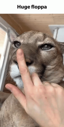 A Person Is Touching The Nose Of A Mountain Lion With Their Finger GIF