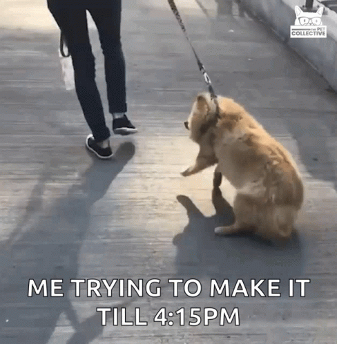 A Person Is Walking A Dog On A Leash And The Dog Is Sitting Down GIF