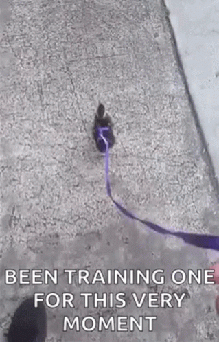 A Person Is Walking A Dog On A Leash With A Purple Ribbon . GIF