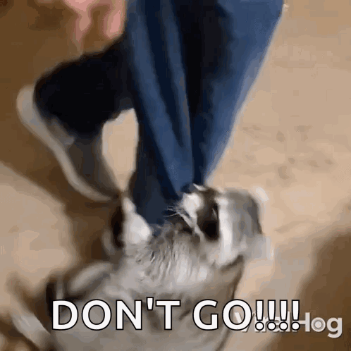 A Person Is Walking A Dog With The Words " Do N't Go " Written On The Bottom GIF
