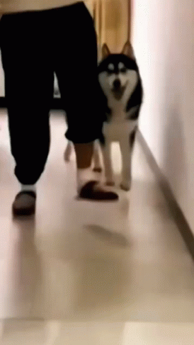A Person Is Walking A Husky Dog Down A Hallway Next To A Cat . GIF