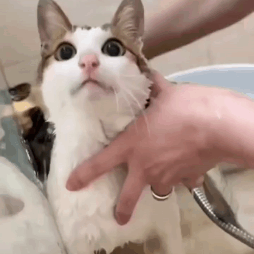 A Person Is Washing A Cat In A Bathtub With A Hose . GIF