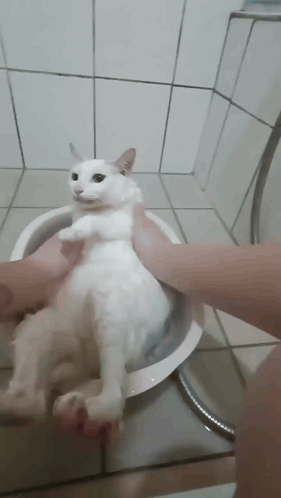 A Person Is Washing A White Cat In A Bath Tub . GIF