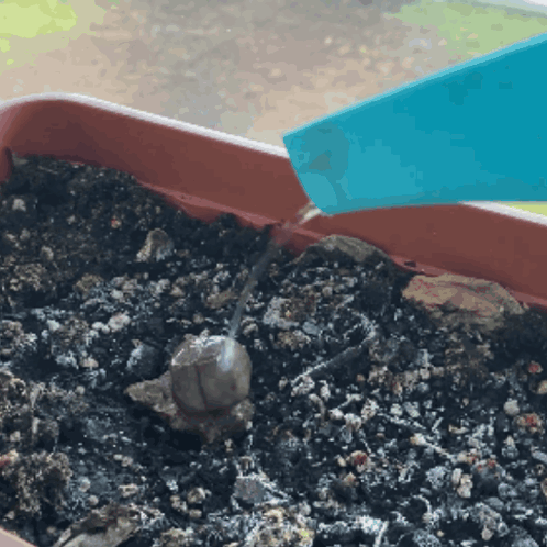 A Person Is Watering A Plant In A Container GIF