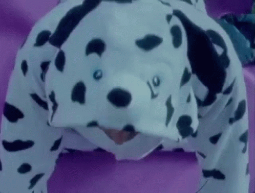 A Person Is Wearing A Dalmatian Costume And Doing Push Ups On A Couch . GIF