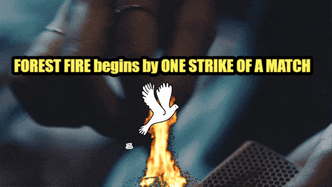 A Person Lighting A Match With The Words Forest Fire Begins By The Strike Of A Match GIF