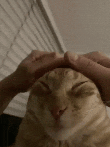 A Person Petting A Cat 'S Head With Their Hand GIF