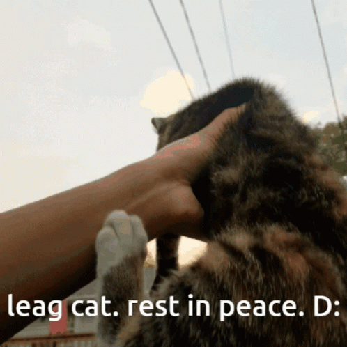 A Person Petting A Cat With The Caption Leag Cat Rest In Peace D GIF