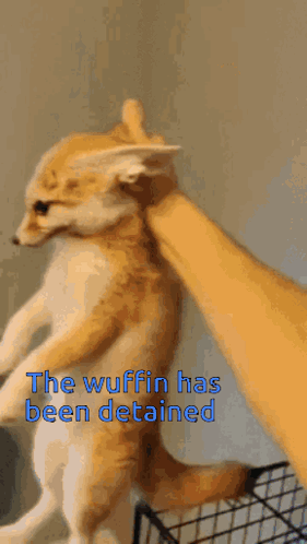 A Person Petting A Cat With The Words The Wuffin Has Been Detained Below It GIF