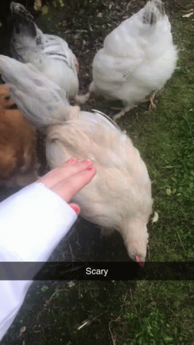 A Person Petting A Chicken With The Word Scary Written Below It GIF