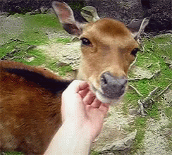 A Person Petting A Deer 'S Nose With Their Hand GIF