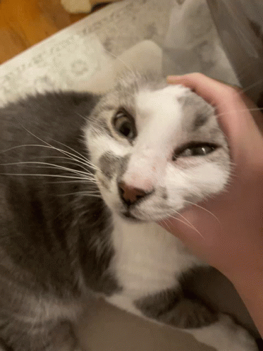 A Person Petting A Gray And White Cat 'S Face GIF