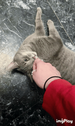 A Person Petting A Gray Cat On The Floor With Imgplay Written In The Corner GIF