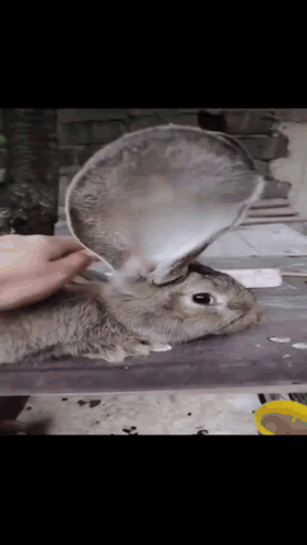 A Person Petting A Rabbit With A Spoon In Its Ears GIF