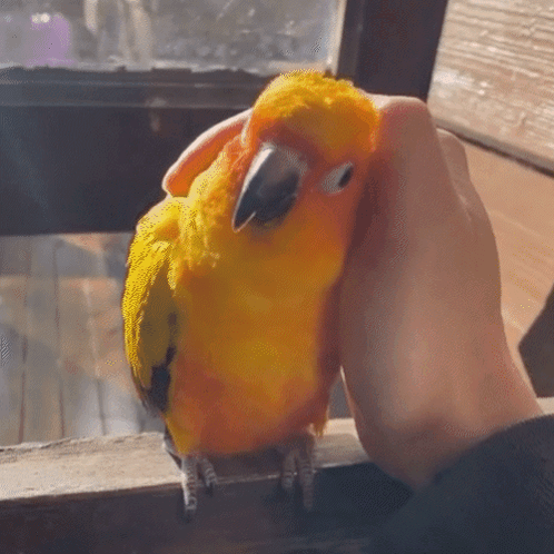 a person petting a yellow and orange parrot