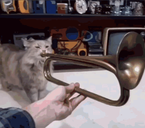 A Person Playing A Trumpet With A Cat Behind Them GIF