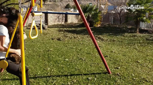 A Person Playing With A Dog On A Swing Set That Says Petcollective On The Bottom Right GIF