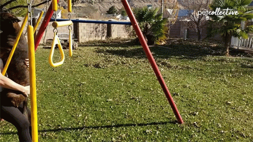 A Person Playing With A Dog On A Swing Set With The Word Petcollective On The Bottom Right GIF