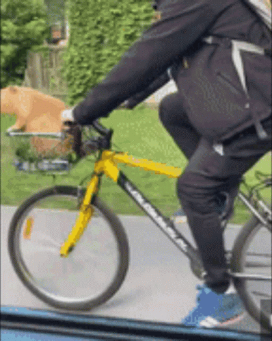 A Person Riding A Bike With A Dog In A Basket GIF