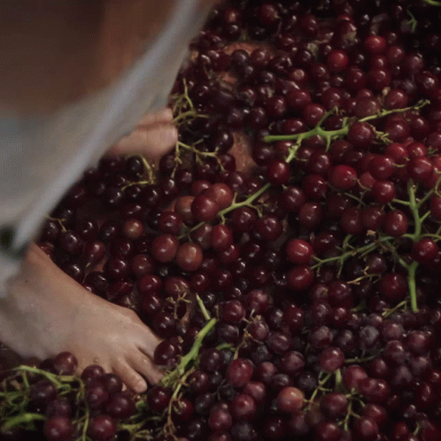 A Person 'S Feet Are Standing On A Pile Of Red Grapes GIF