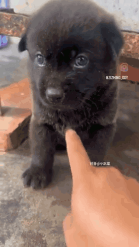 A Person 'S Finger Is Pointing At A Small Black Dog GIF