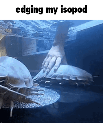 A Person 'S Hand Is Reaching Out To Touch A Giant Isopod In The Water . GIF