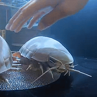 A Person 'S Hand Is Reaching Out To Touch A Jellyfish GIF