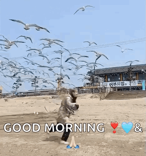 A Person Standing In Front Of A Flock Of Seagulls With The Words Good Morning And Hearts GIF