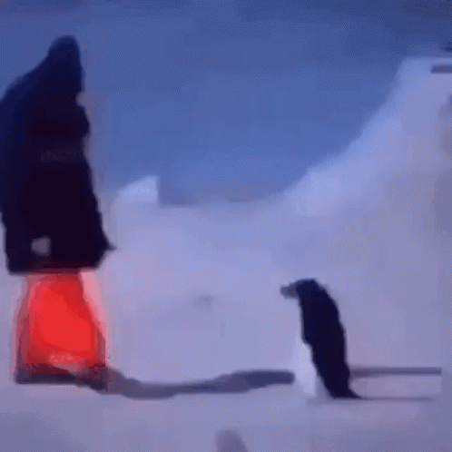 A Person Standing Next To A Penguin In The Snow . GIF