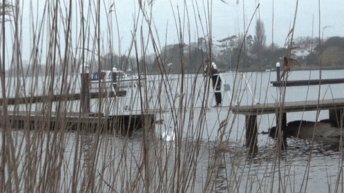 a person standing on a dock looking at a swan