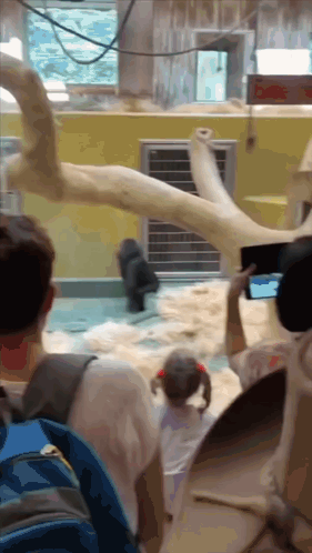 A Person Taking A Picture Of A Gorilla In A Zoo Enclosure GIF
