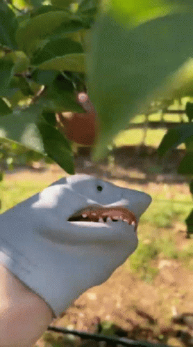 A Person Wearing A Glove That Looks Like A Shark Is Picking Apples From A Tree GIF