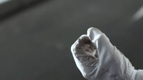 A Person Wearing A White Glove Is Holding A Small Object GIF