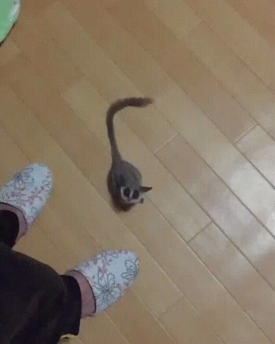 A Person Wearing Floral Slippers Stands On A Wooden Floor GIF