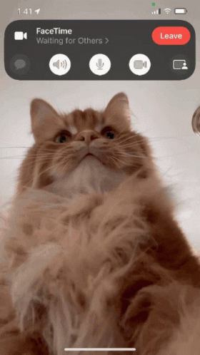 A Phone Screen Shows A Cat Waiting For Others GIF